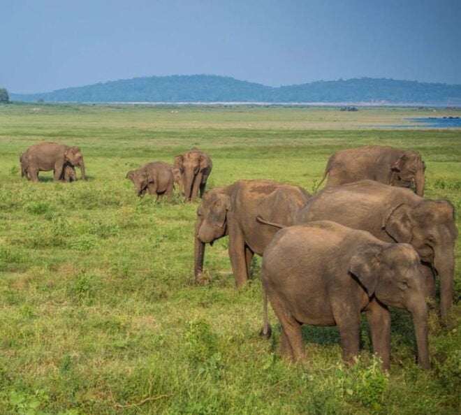 Colombo: Sigiriya, Dambulla & Elephant Safari Day Tour - Minneriya National Park Safari