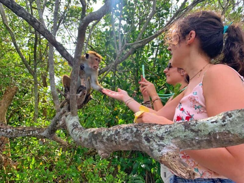 Colombo to Galle Day Tour with Tea Factory & Cinnamon Island - Scenic Koggala Lake Mangrove Safari