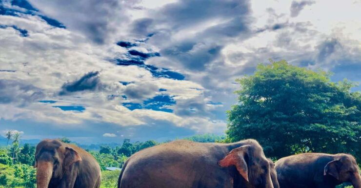 Colombo to Kandy Day Tour - Accessibility and Group Size