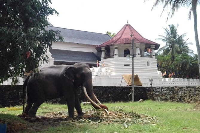 Colombo to Kandy Private Day Tour - Good To Know