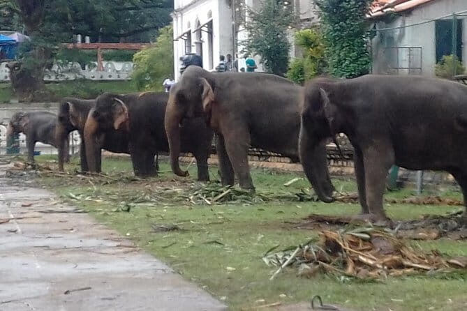 Colombo to Kandy Private Day Tour - Final Thoughts