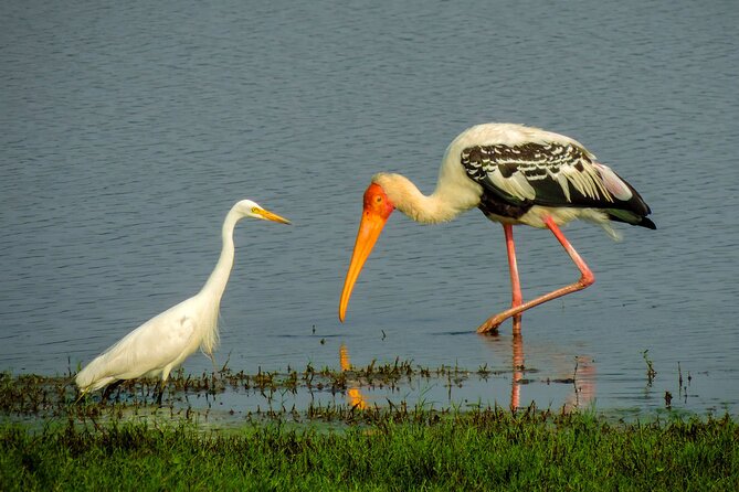 Colombo to Trincomalee Shuttle & Safari Drive - Price and Availability