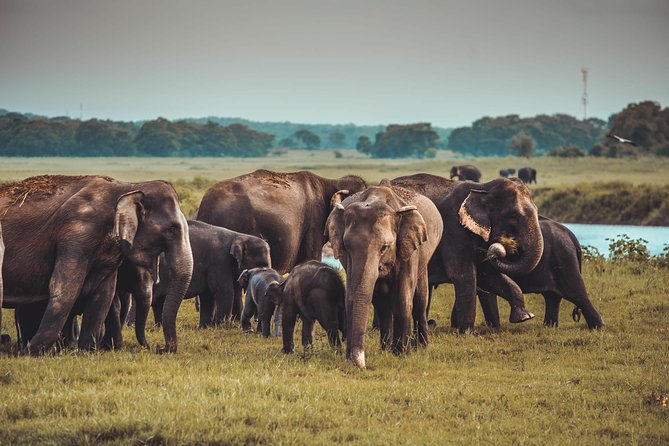 Colombo to Trincomalee Shuttle & Safari Drive - Common Questions