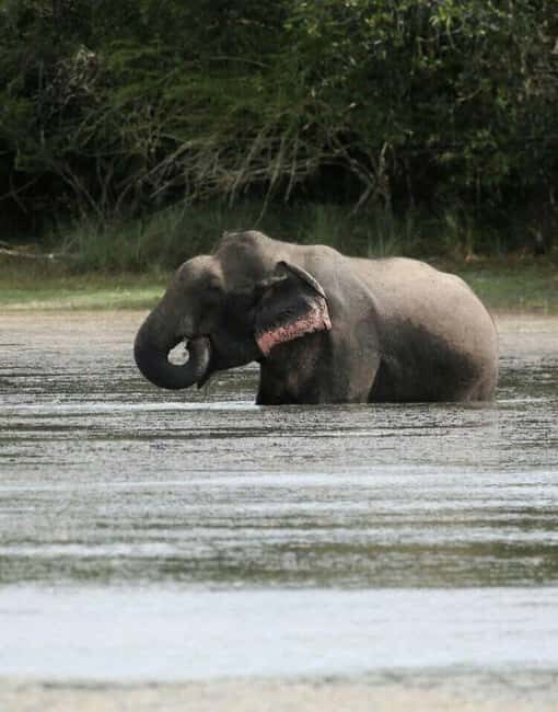 Colombo:Anuradhapura & Wilpattu Safari All Inclusive Tour - Practical Tips for Making the Most of the Day