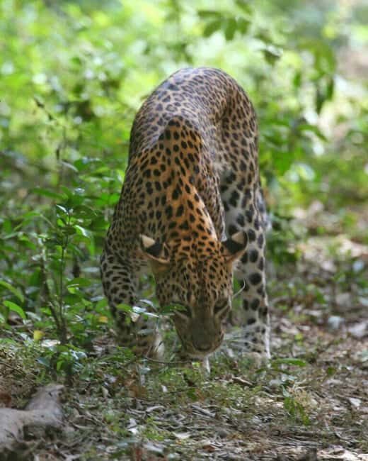 Colombo:Anuradhapura & Wilpattu Safari All Inclusive Tour - FAQs