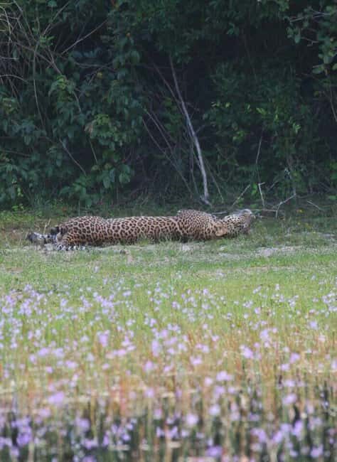 Colombo:Anuradhapura & Wilpattu Safari All Inclusive Tour - Final Thoughts
