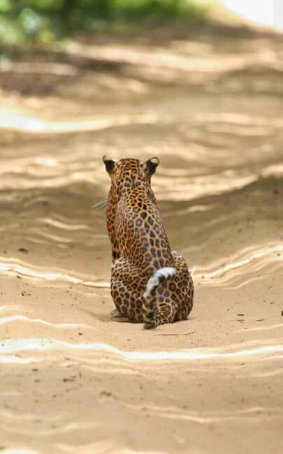 Colombo:Anuradhapura & Wilpattu Safari All Inclusive Tour - Good To Know