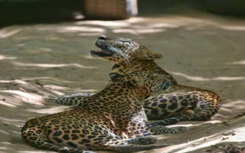 Colombo:Anuradhapura & Wilpattu Safari All Inclusive Tour - Discovering Anuradhapura: The Cultural Heartland