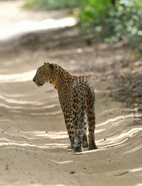 Colombo:Anuradhapura & Wilpattu Safari All Inclusive Tour - FAQ