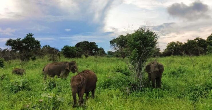Colombo:Highlights Tour With Tasting Wild Life and Beaches - Overview of the Tour