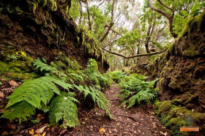 Colon Weekend Skies - Inclusions