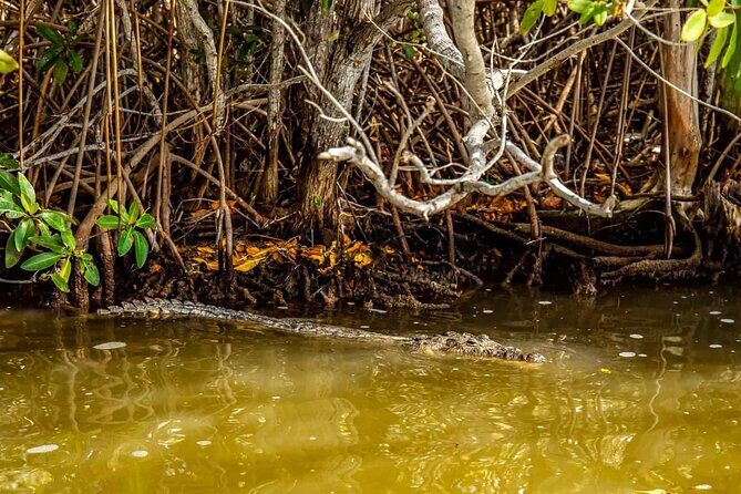 Coloradas Adventure and Cancunito Beach Tour from Merida - Final Thoughts: Who Should Book This Tour?