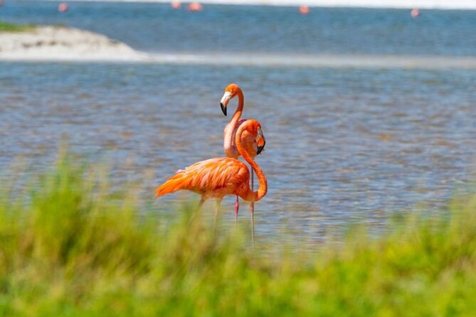 Coloradas Pink Lagoon Adventure From Playa Del Carmen and Riviera Maya - Common Questions
