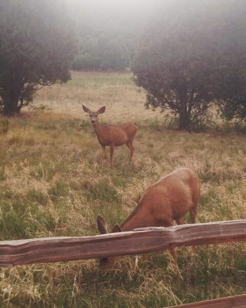Colorado Springs: Garden of the Gods & Manitou Springs Tour - Wildlife Sightings