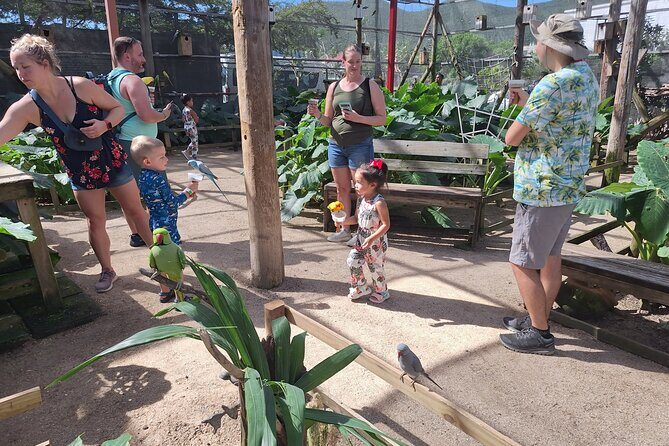 Colorful Species Of Birds - Final Thoughts: Is the Parotte Ville Bird Park Tour Worth It?