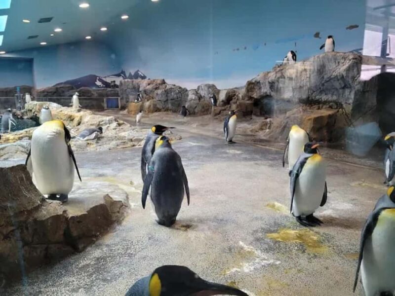 Colors of the Sea Nagasaki Penguin Aquarium & Coastal Walk - Good To Know