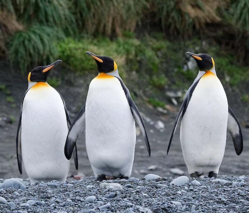Colors of the Sea Nagasaki Penguin Aquarium & Coastal Walk - Practical Details & Tips