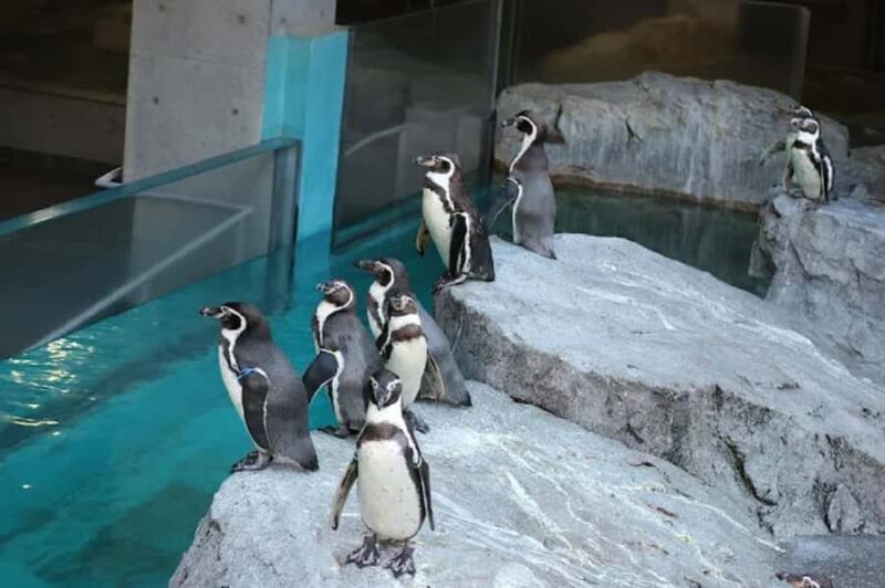 Colors of the Sea Nagasaki Penguin Aquarium & Coastal Walk - Who Is This Tour Best For?