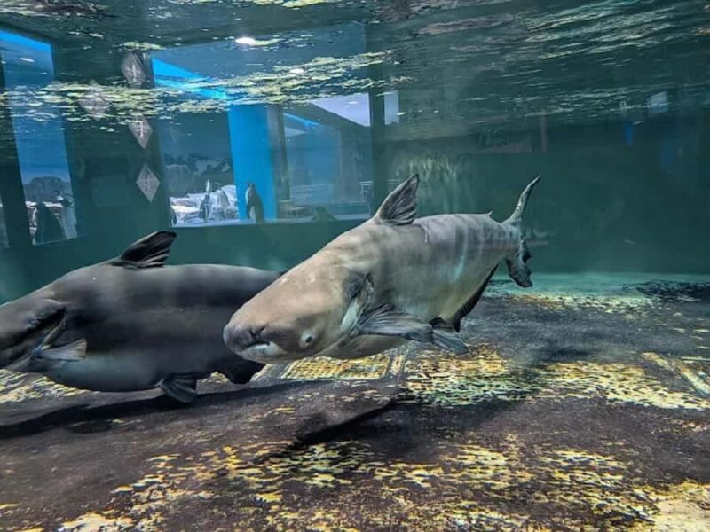 Colors of the Sea  Nagasaki Penguin Aquarium & Coastal Walk - Discover Nagasaki’s Penguin Paradise and Coastal Charm