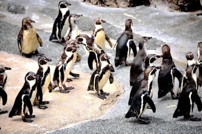 Colors of the Sea  Nagasaki Penguin Aquarium & Coastal Walk - FAQ