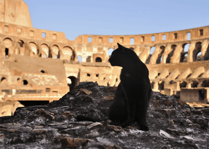 Colosseum, Roman Forum, Palatine Hill - the PRIVATE TOUR - Introduction