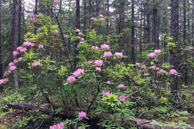 Columbia Gorge and Mount Hood Day Tour From Portland - Tips and Recommendations