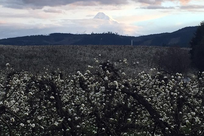 Columbia Gorge and Mount Hood Day Tour From Portland - Common Questions