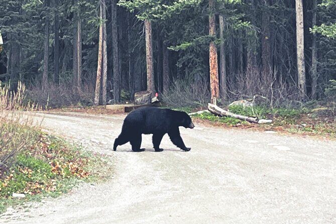 Columbia Icefield Adventure,Bow Lake,Peyto Lake in Banff & Jasper - The Sum Up: Who Will Love This Tour?