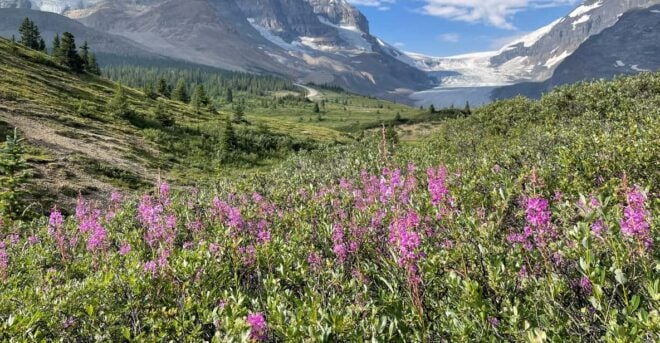 Columbia Icefield: Guided Glacier Hike - Meeting Point and Directions