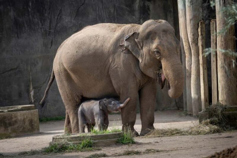 Columbus, OH: Columbus Zoo and Aquarium Entry Ticket - Introduction