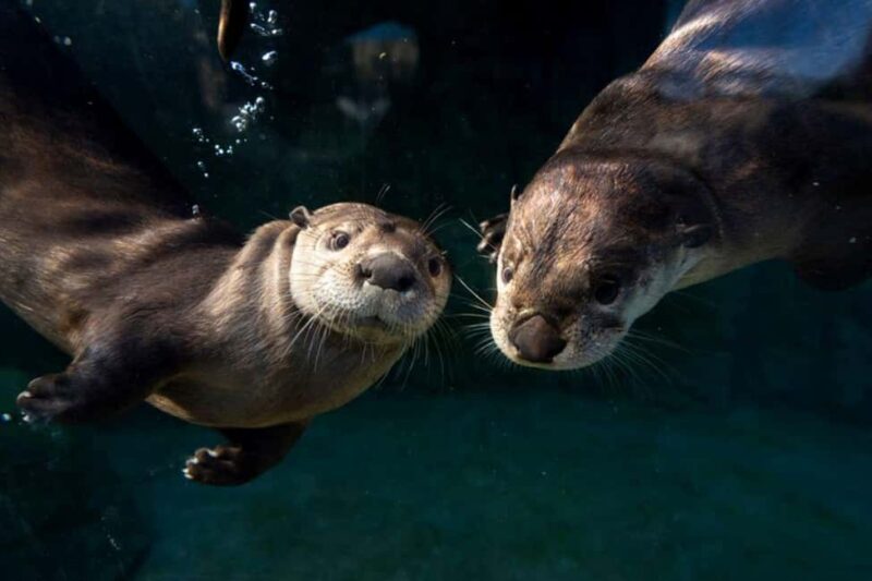 Columbus, OH: Columbus Zoo and Aquarium Entry Ticket - Visitor Experience and Tips