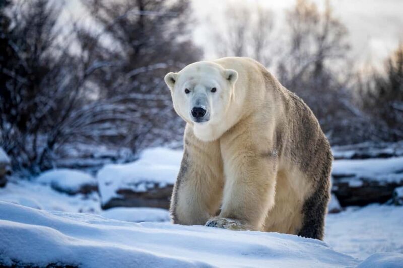 Columbus, OH: Columbus Zoo and Aquarium Entry Ticket - Similar Experiences