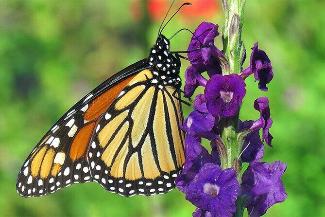 Combination: Argyle Waterfall & Tropical Garden with Hummingbirds - Introduction  