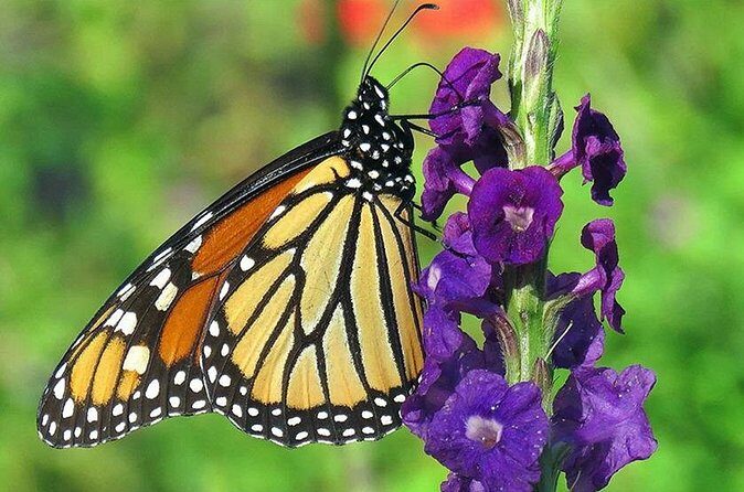 Combination: Argyle Waterfall & Tropical Garden with Hummingbirds - Why This Tour Works for Different Travelers  