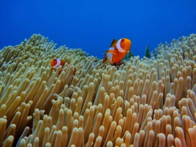 Combine Trip: Lempuyang Temple & Snorkeling at Blue Lagoon - Directions to Blue Lagoon