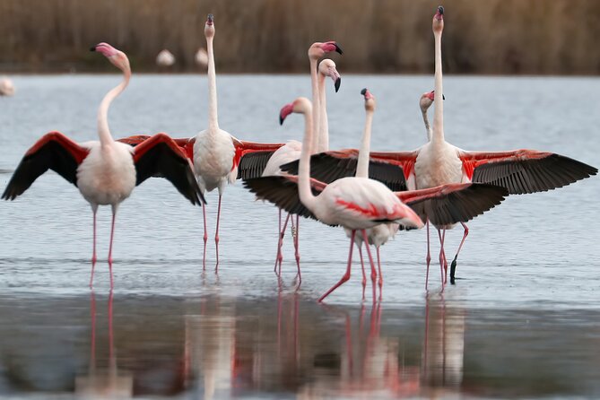 Combo: Cagliari Old Town and the Oasis of Flamingos - Directions