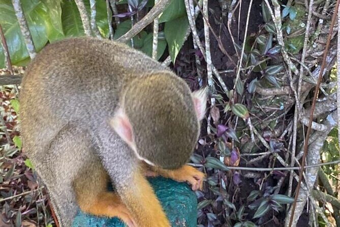 Combo : Damajagua and Monkeys Group Tour in Puerto Plata - FAQ