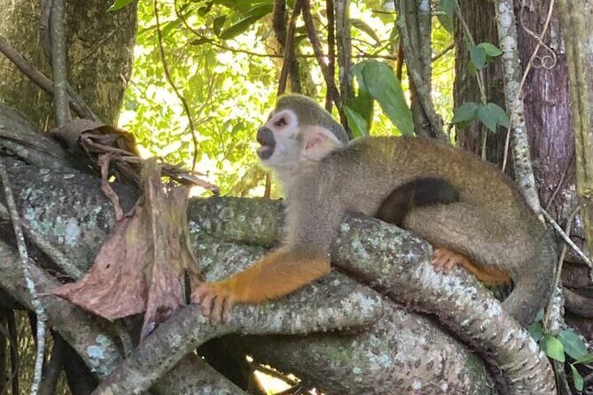 Combo : Damajagua and Monkeys Group Tour in Puerto Plata - Final Thoughts