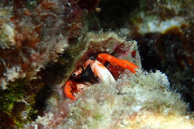 Combo Diving and Snorkeling Full Day Tour - The Itinerary in Detail