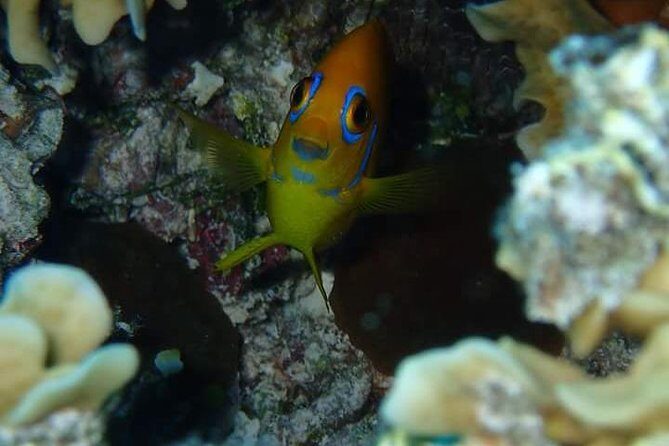 Combo Diving and Snorkeling Half-Day Tour - Who Will Love This Experience?  