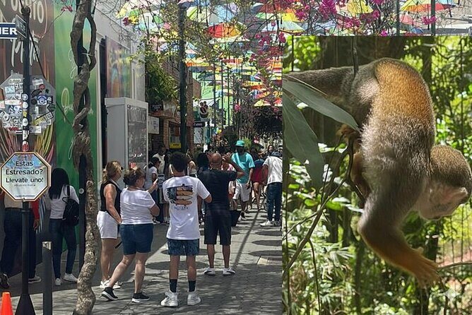 Combo : of Monkeys and Historical City Tour - A Closer Look at the Combo Tour in Puerto Plata