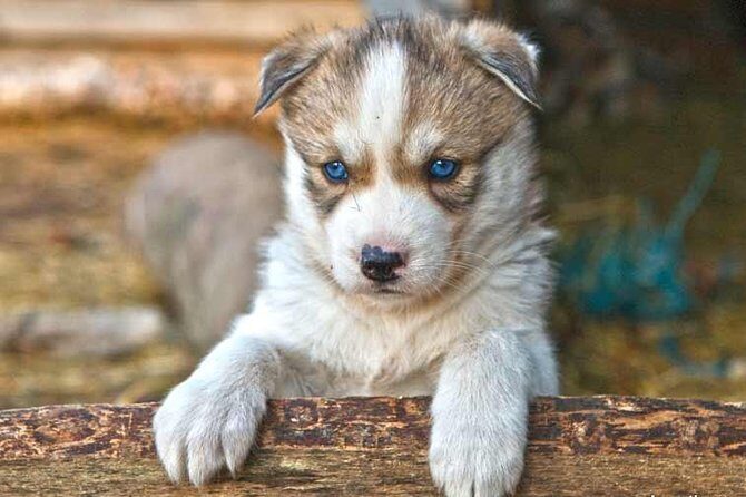 COMBO Private tour HUSKY and REINDEER Park by VIP car with guide - Who Should Book This Tour?  