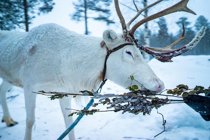 COMBO Private tour HUSKY and REINDEER Park by VIP car with guide - FAQ  