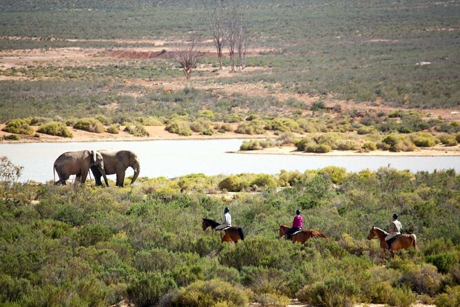 Combo Safari Near Capetown, Vehicle Horseback or Quadbike Outride - Overview and Inclusions