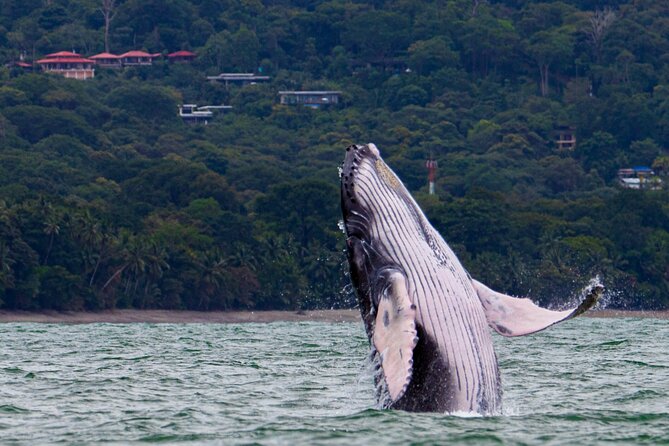 Combo Tour Marino Ballena National Park - Good To Know