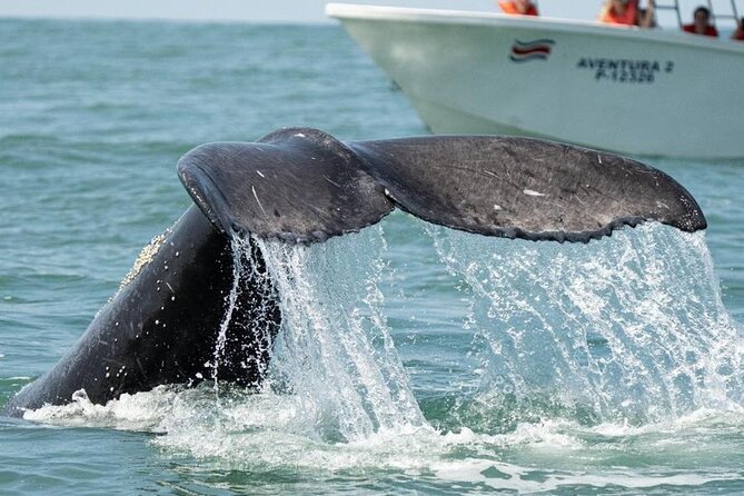 Combo Tour Marino Ballena National Park - Traveler Reviews and Recommendations