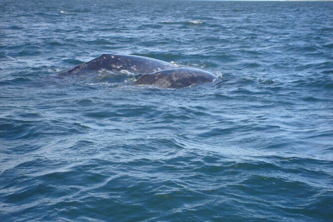 Combo Tour: Whale Watching, Shopping and Beach Time - FAQ