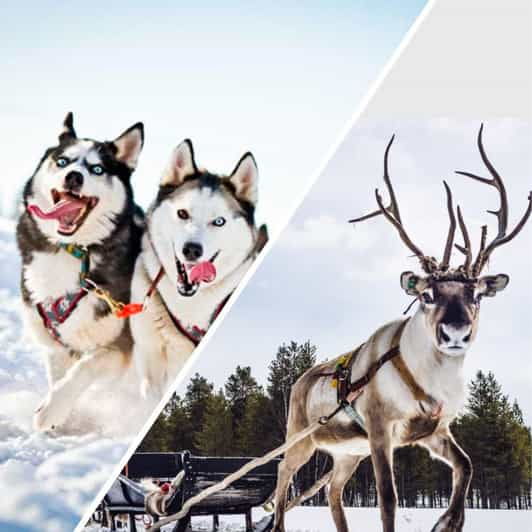 Combo TourHusky and Reindeer Sledding Ride in Levi - Itinerary Details