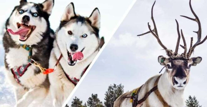 Combo TourHusky and Reindeer Sledding Ride in Levi - Participant Information