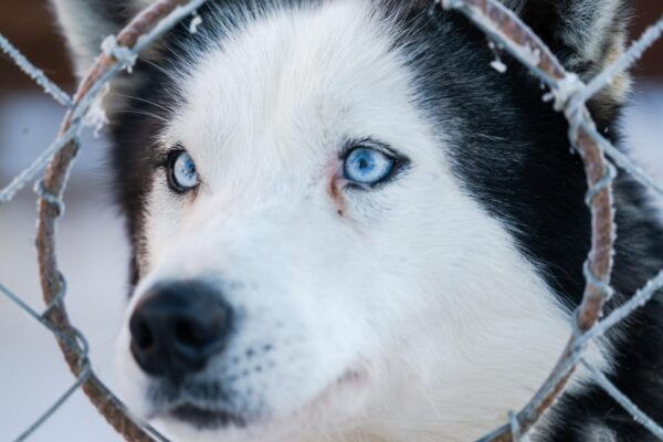 Combo TourHusky and Reindeer Sledding Ride in Levi - Tips for Enjoying the Tour